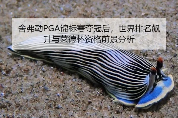 she-fu-lei-jin-biao-sai-duo-guan-hou-shi-jie-pai-ming-biao-sheng-yu-lai-de-bei-zi-ge-qian-jing-fen-xi-3-537.jpg